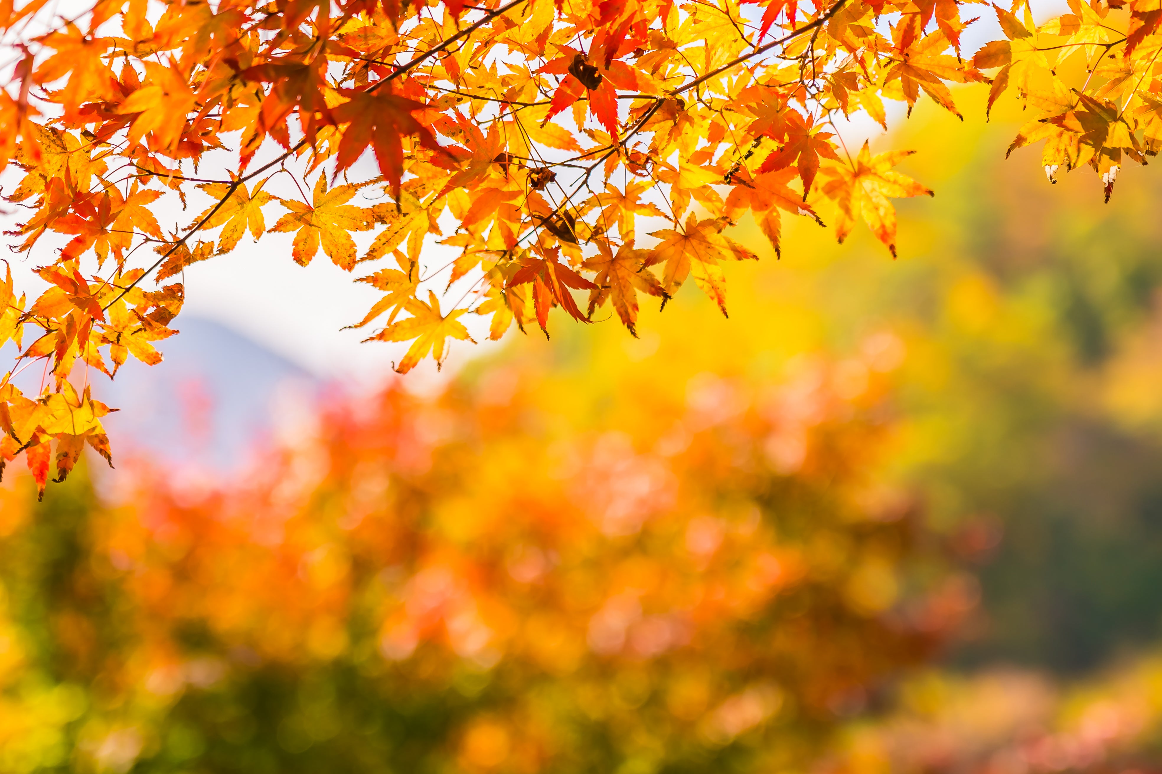 Le Lenzuola Perfette per l'Autunno: La Scelta Ideale per le Mezze Stagioni.